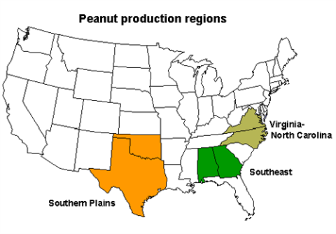 Peanut_500x348