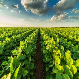 Fields and Cloudy Sky