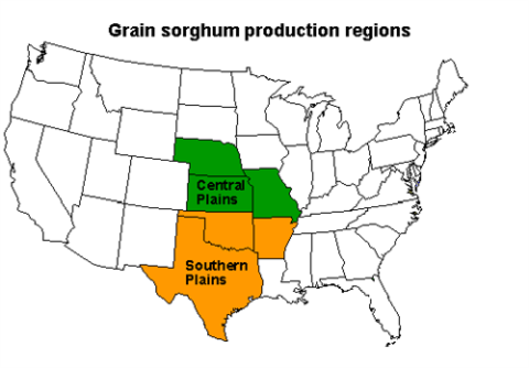 Sorghum_500x348