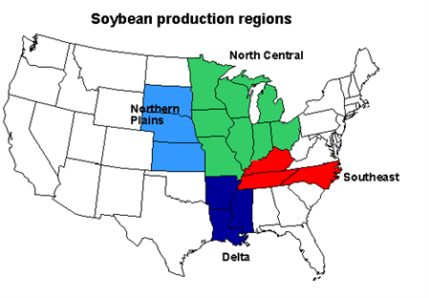 Soybean_500x348