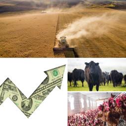 Thumbnail Eib 228 Ag Income & Fiance Situation & Outlook Cover image of Agricultural Income and Finance Situation and Outlook: 2021 Edition