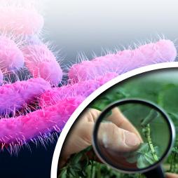 Thumbnail Eib 232 Cover image of Examining Pathogen-Based Import Refusals: Trends and Analysis From 2002 to 2019