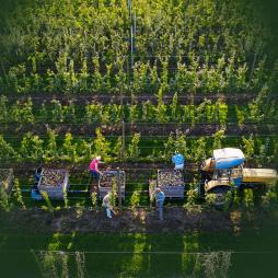 Thumbnail Eib 235 Adjusting To Higher Labor Costs In Selected U.S. Fresh Fruit And Vegetable Industries Cover image of Adjusting to Higher Labor Costs in Selected U.S. Fresh Fruit and Vegetable Industries
