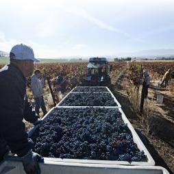 Thumbnail Eib 238 H2A Temp Ag Worker Program.Pdf Cover image of The H-2A Temporary Agricultural Worker Program in 2020