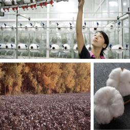 Thumbnail Err 307 Cover image Chinese Cotton: Textiles, Imports, and Xinjiang