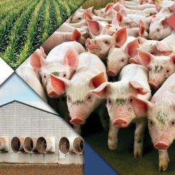 Thumbnail Err 308 U.S. Hog Production Cover image of U.S. Hog Production: Rising Output and Changing Trends in Productivity Growth