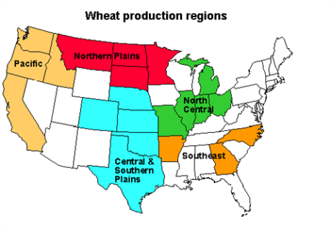 Wheat_500x348