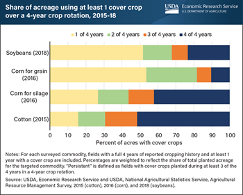 Cover crop use is more persistent on cotton and corn silage fields