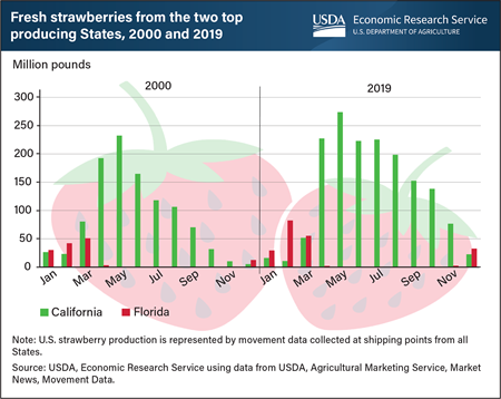 U.S. fresh strawberry production expands with newer varieties