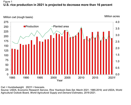 U.S. rice production in 2021 is projected to decrease more than 16 percent