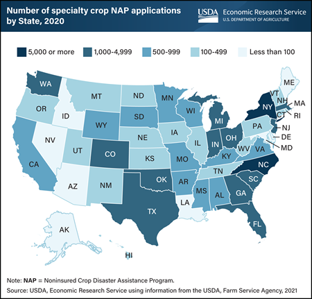 North Carolina and New York lead U.S. in specialty crop applications to Noninsured Crop Disaster Assistance Program (NAP)