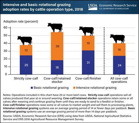 About 40 percent of all cow-calf operations reported using rotational grazing in 2018