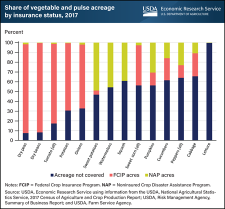 Share of insured acreage varies widely across vegetable and pulse crops