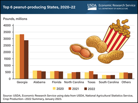 Georgia leads U.S. production of peanuts, outproducing all other States combined