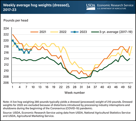 Lower hog weights in 2023 reflect high feed costs, economic uncertainty, disease