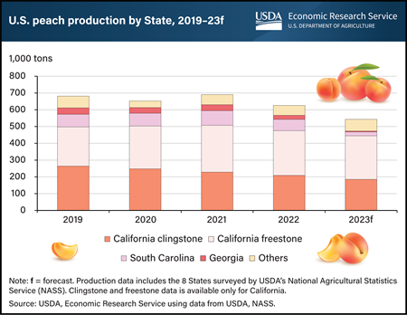 California continues to lead U.S. peach harvest