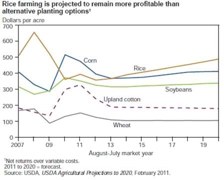 Rice farming is projected to remain a competitive planting option among major row crops