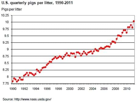 Pigs per litter reaches a record high