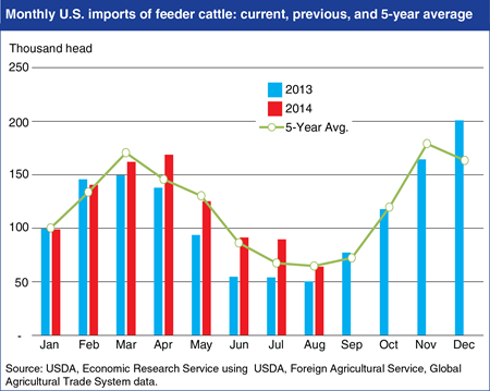 U.S. cattle imports on the rise as farmers rebuild inventories