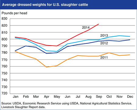 U.S. cattle dressed weights reach record levels