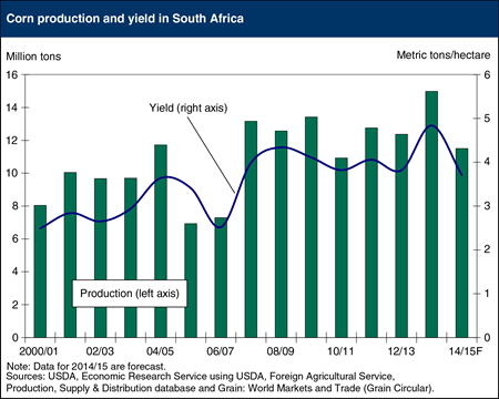 South Africa's corn production to drop as dryness cuts yields