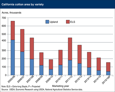 Cotton production in California expected to decline due to drought