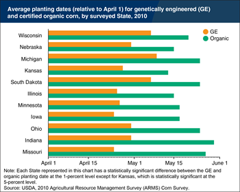 Certified organic corn was planted later than GE corn in 2010 to avoid cross-pollination
