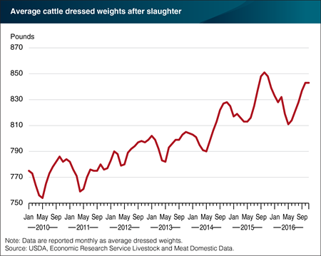 Cattle dressed weights increased 9 percent since 2011, but leveled off in 2016