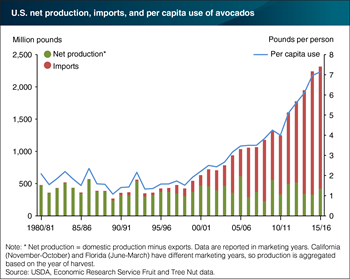 Avocado imports play a significant role in meeting growing U.S. demand