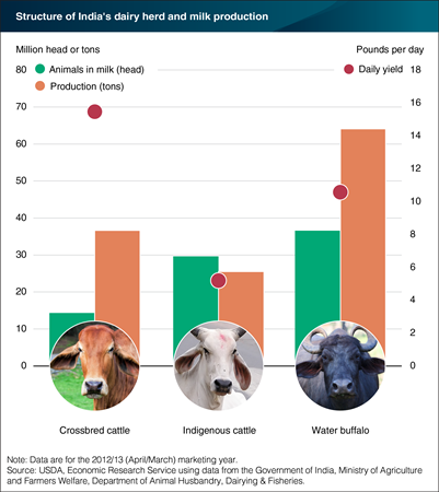 Growth in India’s dairy sector driven by movement toward higher yield cattle breeds