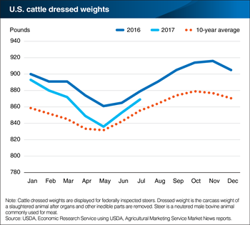 U.S. cattle dressed weights are down slightly in 2017, but remain above long term averages