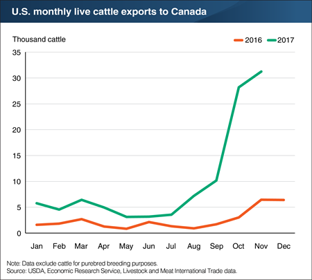 Live cattle exports to Canada reached their highest levels in over a decade in November 2017