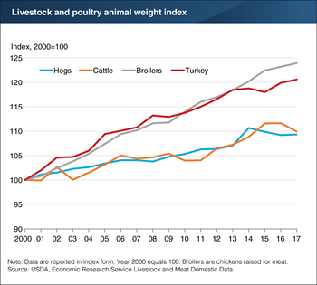 Livestock and poultry weights per animal have increased steadily since 2000