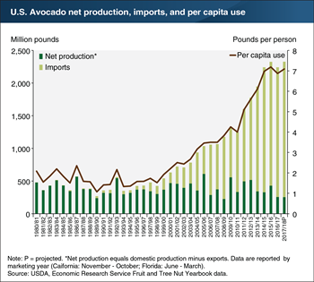 Avocado imports continue to play a significant role in meeting growing U.S. demand