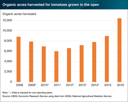 U.S. growers are harvesting an increasing amount of organic tomatoes