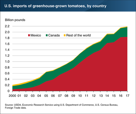 Greenhouse-grown fresh-market tomato imports have risen steadily since 2000