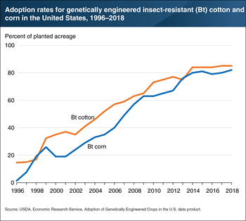 Use of insect-resistant cotton and corn seeds increased quickly and is now widespread