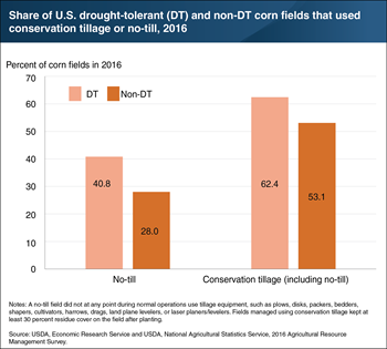No-till and conservation tillage practices are more common on fields planted with drought-tolerant corn
