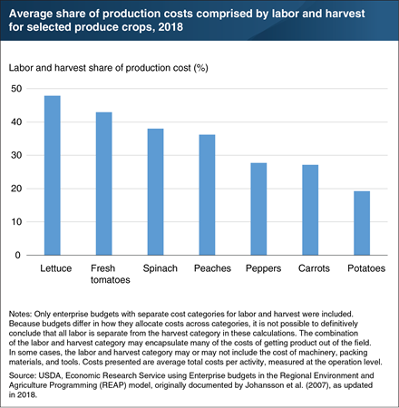 Labor shortages at critical times can lead growers to leave product in the field or to delay harvesting