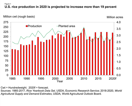 U.S. rice production in 2020 is projected to increase more than 19 percent