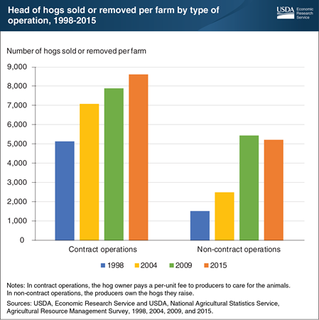 The number of hogs sold or removed per farm increased from 1998 to 2015