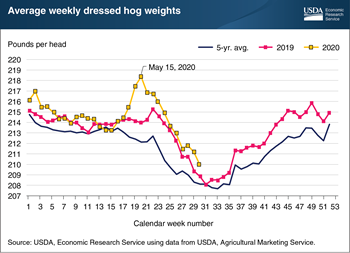 Falling hog weights suggest the hog industry is managing supply-chain disruptions from COVID-19