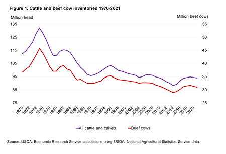 Cattle and beef cow inventories 1970-2021