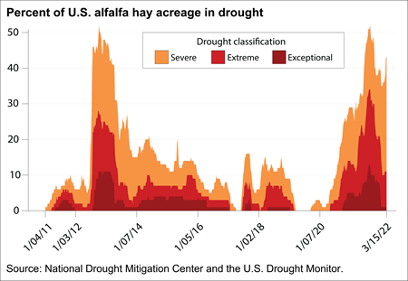 This chart represents the percent of U.S. alfalfa hay acreage in drought