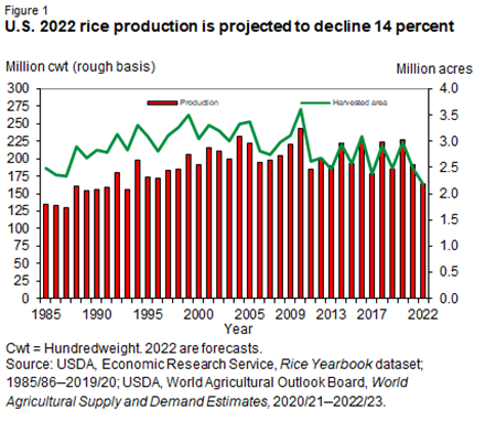 U.S. 2022 rice production is projected to decline 14 percent