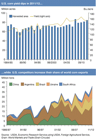 U.S. corn yields dips in 2011/12...