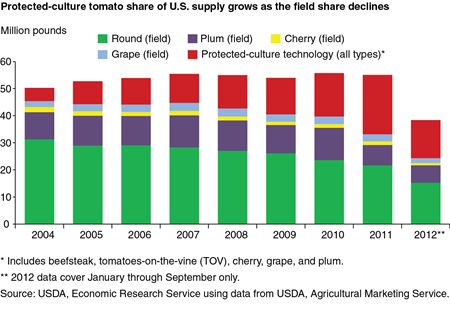 Protected-culture tomato share of U.S. supply grows as the field share declines