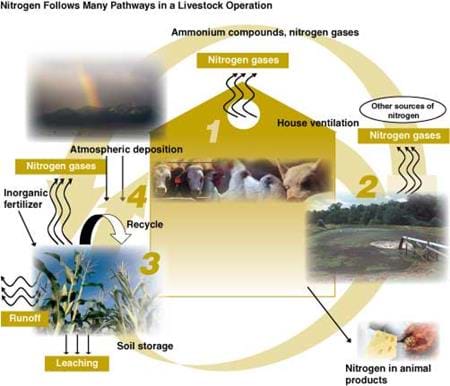 Nitrogen Follows Many Pathways in a Livestock Operation