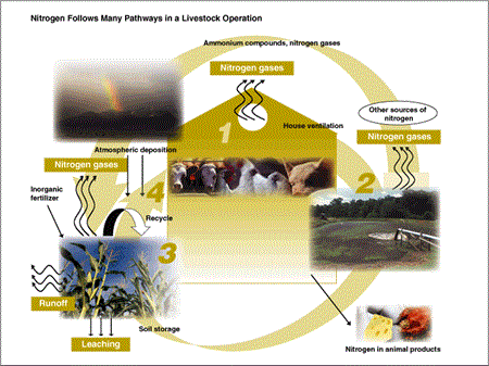 nitrogen follows many pathways in a livestock operation