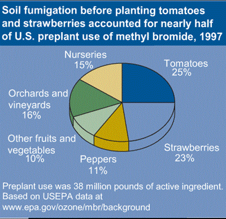 Soil fumigation before planting tomatoes and strawberries accounted for nearly half of U.S. preplant use of methyl bromide, 1997